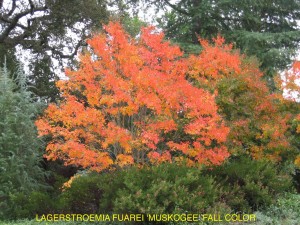 Lagerstroemia indica x fauriei 'Muskogee' - fall 1